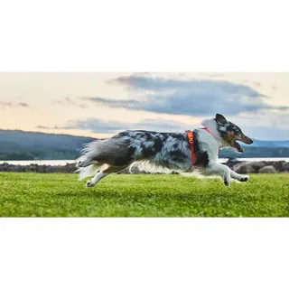 Produktfoto för Non-stop dogwear Line Harness 5.0 Orange