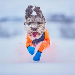 Produktfoto för Non-stop dogwear Long Distance Booties 4Pk Blue