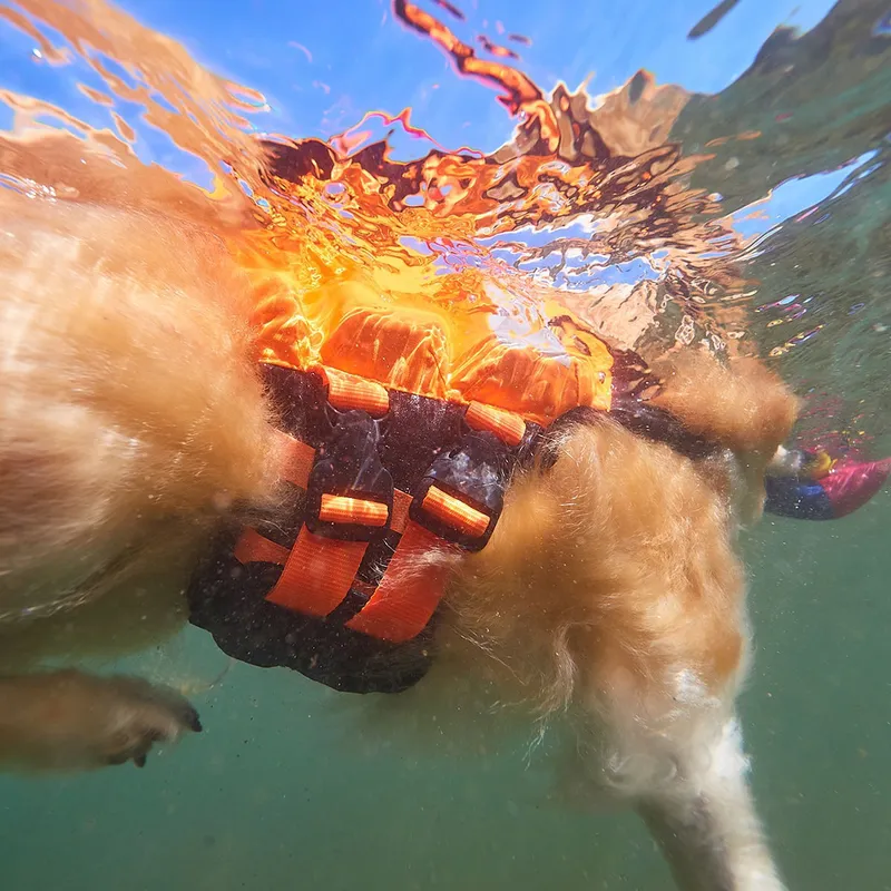 Bild 2 för Non-Stop Dogwear Protector Flytväst till Hund Orange & Svart (4)