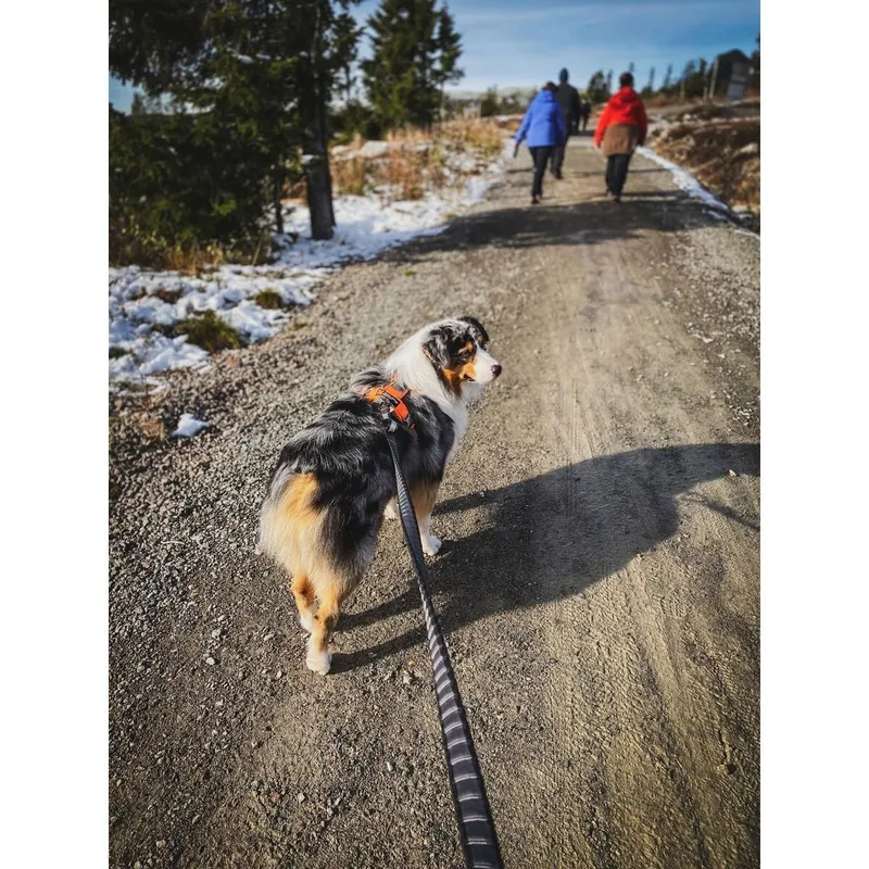 Bild 2 för Non-stop Dogwear Touring Bungee Leash Expanderkoppel 23 mm (2.8m/23mm)