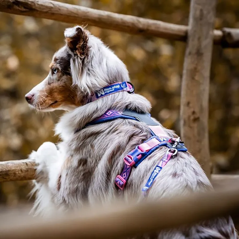 Bild 2 för Non-stop Dogwear Trail Quest  Rachel Pohl Hundhalsband Rosa/Lila (S)