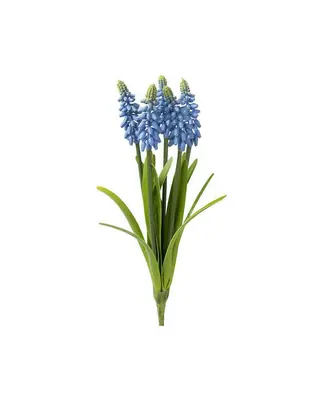 Produktfoto för Pärlhyacint snittblomma blå