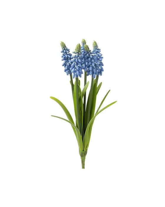 Bild 1 för Pärlhyacint snittblomma blå