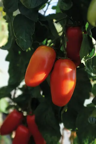 Produktfoto för Plommontomat 'Agro' F1, ekologisk