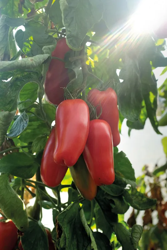 Bild 2 för Plommontomat 'Agro' F1, ekologisk