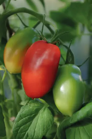Produktfoto för Plommontomat 'Ranger' F1