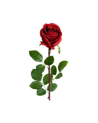 Produktfoto för Ros snittblomma röd