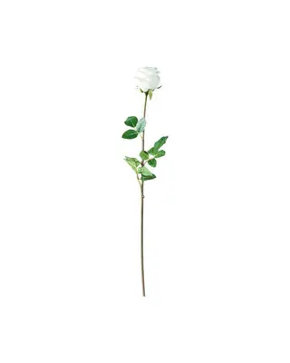 Produktfoto för Ros snittblomma vit