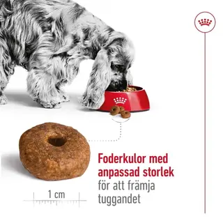 Produktfoto för Royal Canin Dog Medium Ageing 10+ (3 kg)