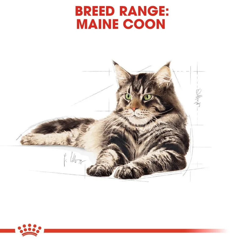Bild 2 för Royal Canin Maine Coon (2 kg)