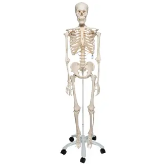 Produktfoto för Skelett - Maxi, Naturlig storlek