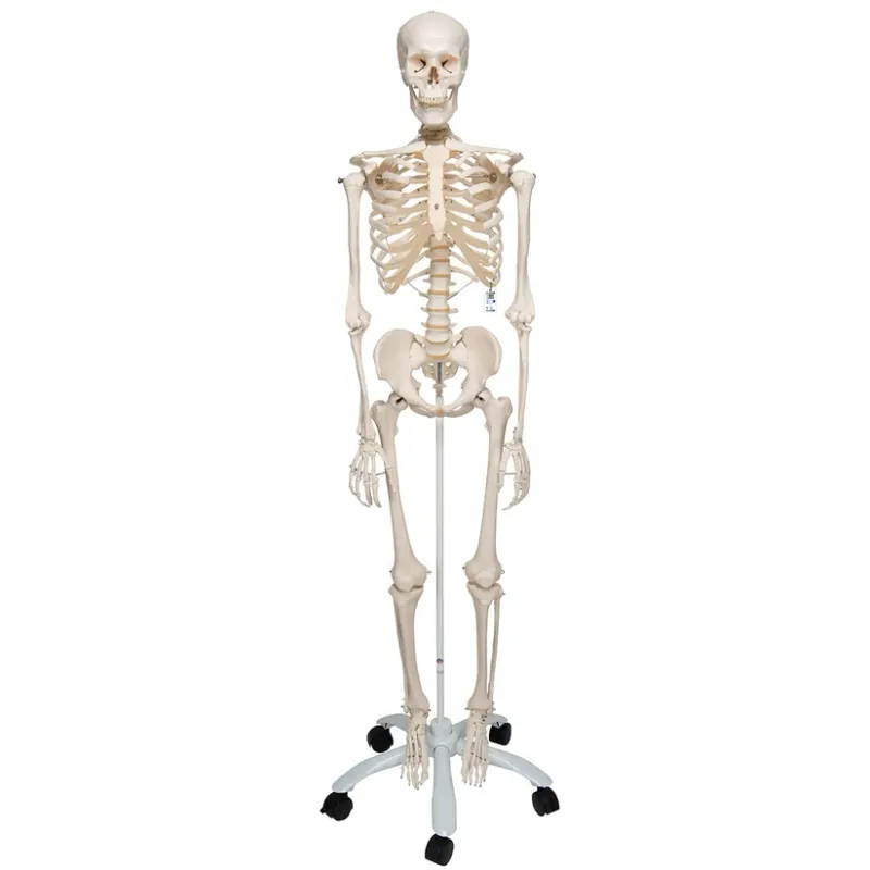 Alternativ bild 0 för Skelett - Maxi, Naturlig storlek