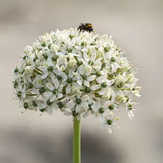 Produktfoto för Svartlök Allium nigrum 5st