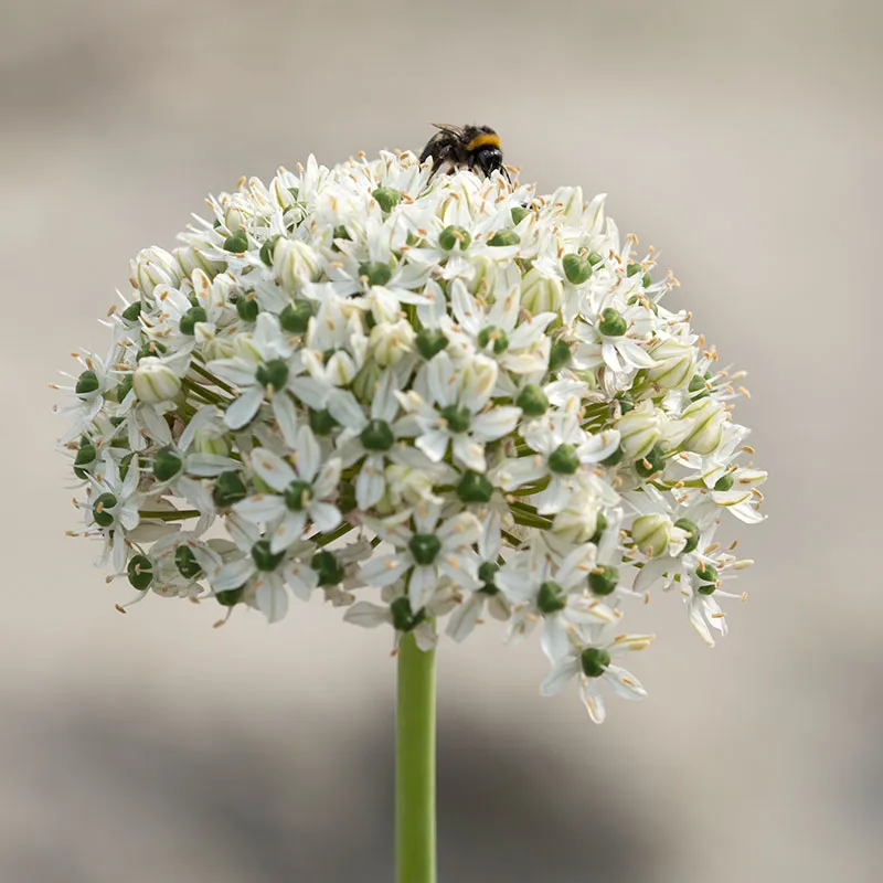 Alternativ bild 0 för Svartlök Allium nigrum 5st