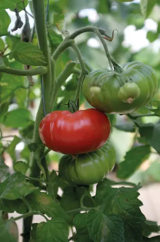 Produktfoto för Tomat 'Delicious'