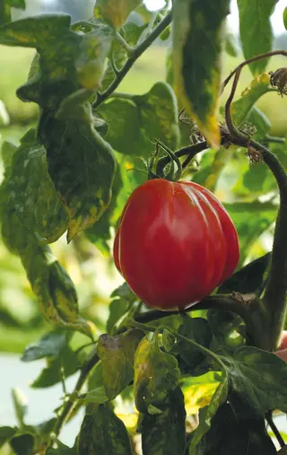Produktfoto för Tomat 'Liguria'