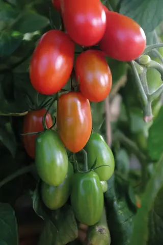 Produktfoto för Tomat 'Ravello' F1
