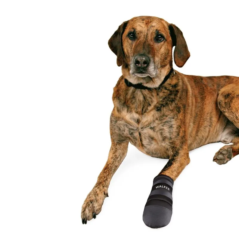 Bild 1 för Trixie Hundsko Neopren 2-pack (XXL)