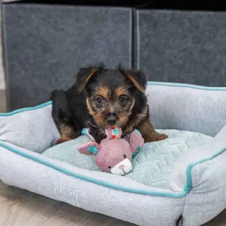 Produktfoto för Trixie Junior Bunny 28 cm