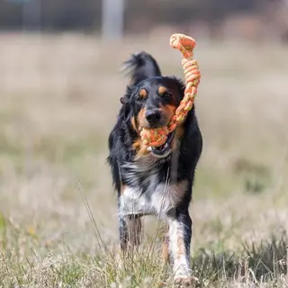 Produktfoto för Trixie Playing Rope with Woven-in Ball ø 8/38 cm assorted colours