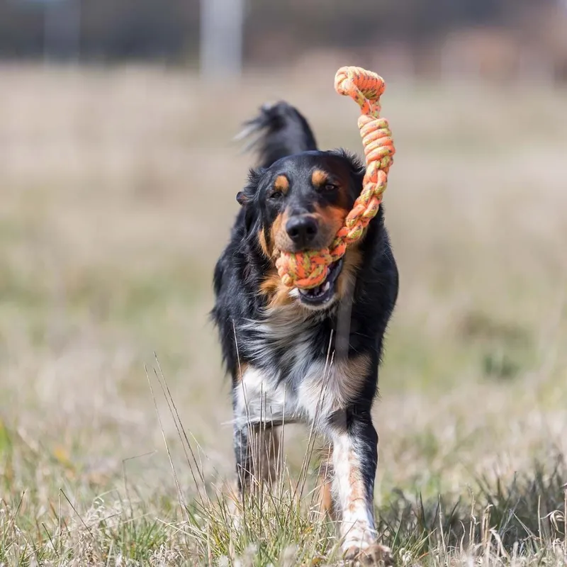 Bild 1 för Trixie Playing Rope with Woven-in Ball ø 8/38 cm assorted colours