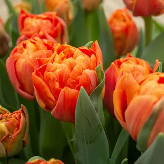 Produktfoto för Tulpan Dubbel Tidig Tulipa Valdivia 7st
