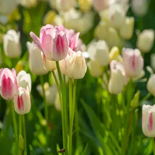 Produktfoto för Tulpan Enkel Sen Tulipa Candy Club 7st