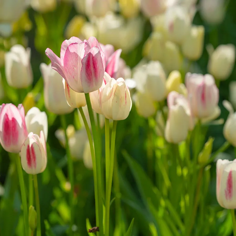 Alternativ bild 0 för Tulpan Enkel Sen Tulipa Candy Club 7st