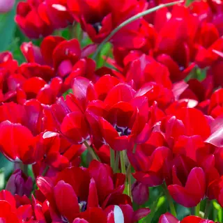 Produktfoto för Tulpan Enkel Sen Tulipa Fiery Club 7st