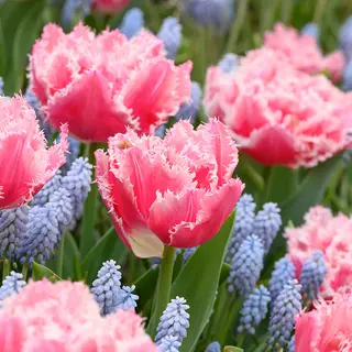 Produktfoto för Tulpan Fransig Dubbel Tulipa Queensland 7st
