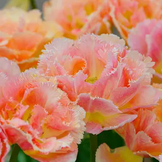 Produktfoto för Tulpan Fransig Dubbel Tulipa Vaya Con Dios 5st