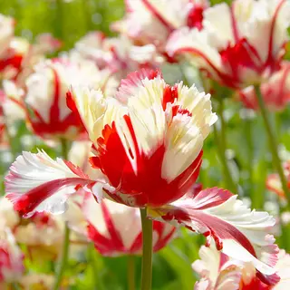 Produktfoto för Tulpan Papegoj Tulipa Flaming Parrot 7st