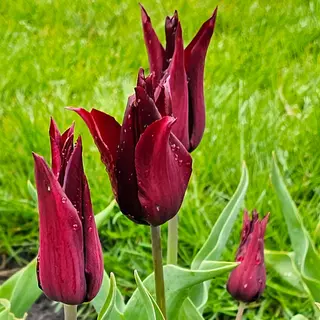 Produktfoto för Tulpan 'Sarah Raven'
