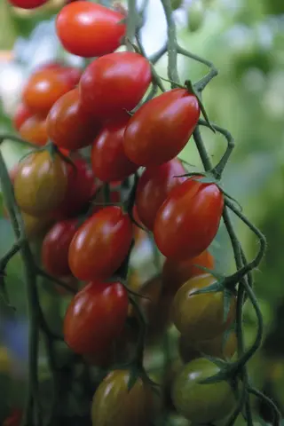 Produktfoto för Vinbärstomat 'Petita', ekologisk
