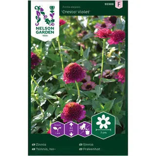 Produktfoto för Zinnia 'Cresto! Violet'