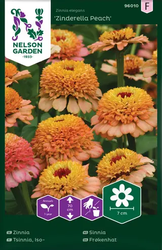 Produktfoto för Zinnia 'Zinderella Peach'